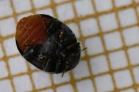 Rhyzobius forestieri