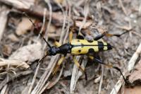 Rutpela maculata