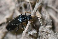 Rhagonycha gallica
