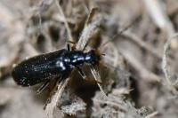 Rhagonycha gallica