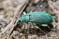 Polydrusus formosus