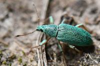 Polydrusus formosus