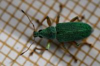 Polydrusus formosus
