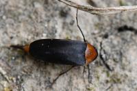 Mordellochroa abdominalis