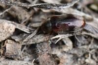Ochina ptinoides