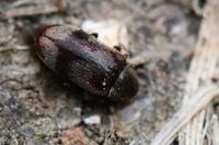 Ochina ptinoides