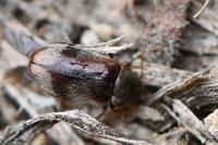 Ochina ptinoides