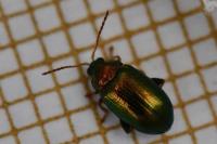 Crepidodera aurata