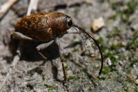 Curculio glandium