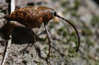 Curculio glandium