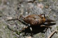 Curculio glandium