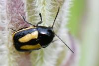 Cryptocephalus vittatus