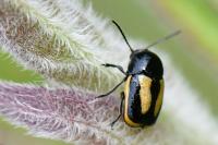 Cryptocephalus vittatus