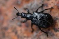 Deporaus betulae