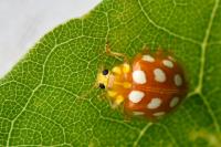 Halyzia sedecimguttata