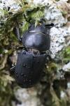 Dorcus parallelipipedus
