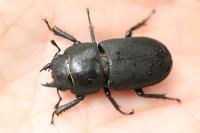 Dorcus parallelipipedus