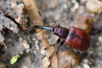 Tatianaerhynchites aequatus