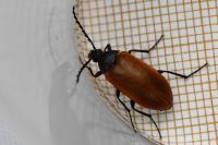 Pseudocistela ceramboides