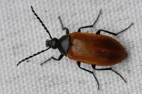 Pseudocistela ceramboides