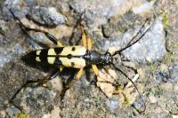 Rutpela maculata