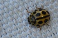 Tytthaspis sedecimpunctata