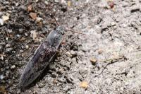 Synaptus filiformis