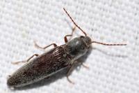 Synaptus filiformis