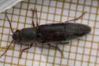 Synaptus filiformis