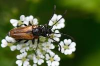 Pseudovadonia livida