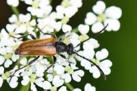 Pseudovadonia livida
