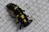 Propylea quatuordecimpunctata