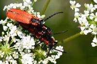 Lygistopterus sanguineus