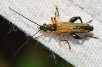 Oedemera podagrariae