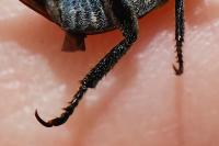 Hoplia philanthus