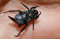 Hoplia philanthus
