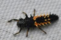 Harmonia axyridis