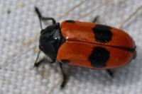 Clytra laeviuscula