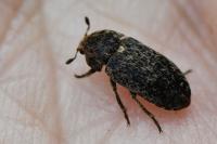 Dermestes mustelinus