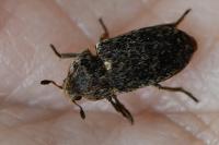 Dermestes mustelinus