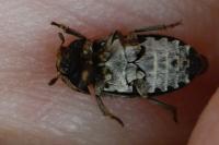 Dermestes mustelinus