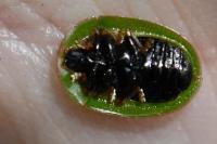 Cassida rubiginosa