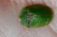 Cassida rubiginosa