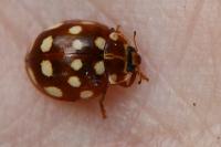 Calvia quatuordecimguttata