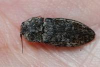 Agrypnus murinus