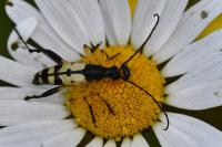 Rutpela maculata