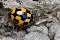Propylea quatuordecimpunctata