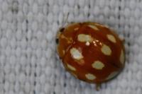 Calvia decemguttata