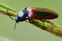 Ampedus sanguinolentus