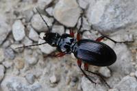 Pterostichus madidus